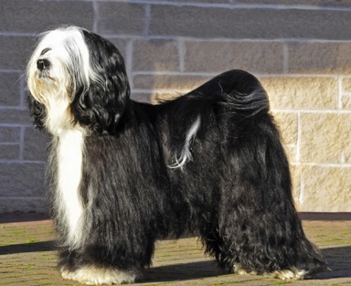 Pinrow store tibetan terriers